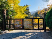 백민곤유자농장