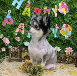 페스츄리펫살롱 화이트역삼점