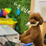 페스츄리펫살롱 화이트역삼점