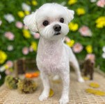 페스츄리펫살롱 화이트역삼점