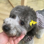 페스츄리펫살롱 화이트역삼점