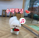 페스츄리펫살롱 화이트역삼점