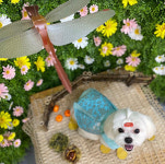 페스츄리펫살롱 화이트역삼점