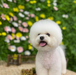 페스츄리펫살롱 화이트역삼점