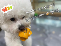 페스츄리펫살롱 화이트역삼점