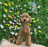 페스츄리펫살롱 화이트역삼점