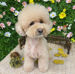 페스츄리펫살롱 화이트역삼점