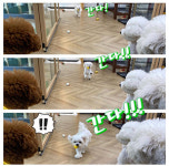 페스츄리펫살롱 화이트역삼점