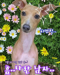 페스츄리펫살롱 화이트역삼점