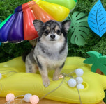 페스츄리펫살롱 화이트역삼점