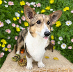 페스츄리펫살롱 화이트역삼점