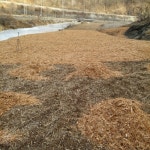 영운농장 곤드레