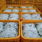 영운농장 곤드레