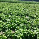 영운농장 곤드레