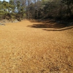 영운농장 곤드레