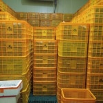 영운농장 곤드레