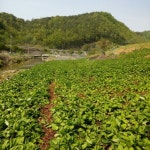 영운농장 곤드레