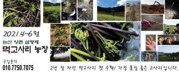 양촌 삼형제 고사리농장