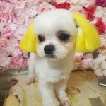 멍멍나래
