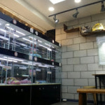 대구고양이분양 원펫