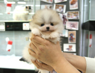 부산강아지분양 고양이분양 베스트펫