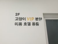 부산 강아지분양 도로시펫