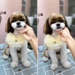 달고나펫살롱