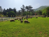 남해양떼목장 양마르뜨언덕