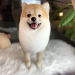 달고나펫살롱