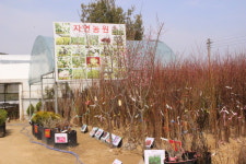 자연농원 묘목단지