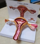 온맘여성한의원 부산덕천