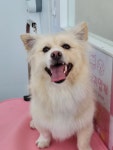마냥귀엽개