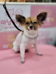 마냥귀엽개
