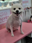 마냥귀엽개