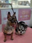 마냥귀엽개