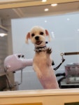 마냥귀엽개