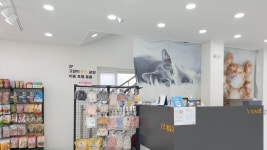 부산 강아지분양 도로시펫