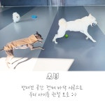 이씨네복덕방 애견유치원