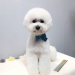 예쁘다 펫 살롱