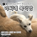 이씨네복덕방 애견유치원