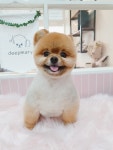 딥마리