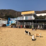 러브독애견훈련소