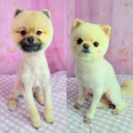 쿠멍가게 애견미용실