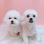 메리그루밍