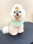 쥬쥬퍼피