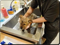 하이바이보호소 부산점