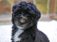 강아지분양고양이분양퍼피앤유