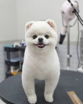 꼼꼼애견미용실