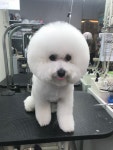써니펫살롱