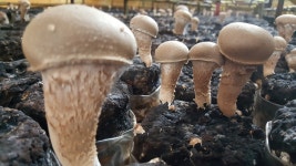 사비골버섯농장